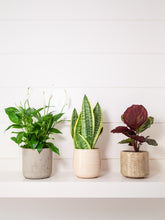 files/IndoorPlants-LeighShots16.11.2023-203_bb6f939e-f8a6-4e54-9a21-91e6831264c3.jpg